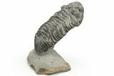 Drotops Trilobite With Exposed Hypostome - Mrakib, Morocco #235810-1
